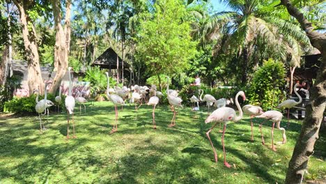 flamingos in a tropical zoo