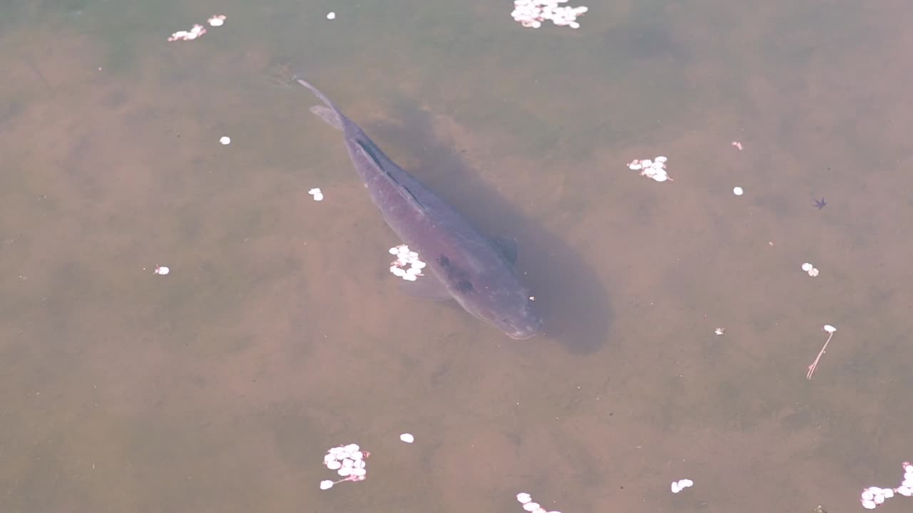 famoso pez koi japonés nadando en el estanque con pétalos de sakura en kyoto japón - primer plano