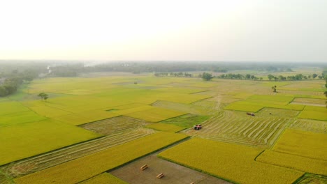 Die-Schönheit-Der-Natur-Erblühte-In-Der-Goldenen-Ernte-Von-Bengal-I