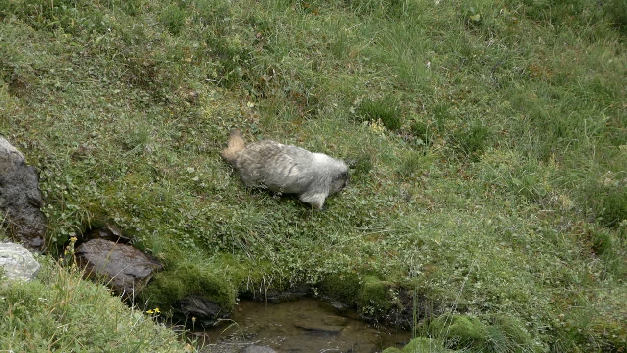 A lone fat Hoary marmot, Marmota caligata, grazing lush green grass and flowers Lake O'Hara, Alberta, Canada.
