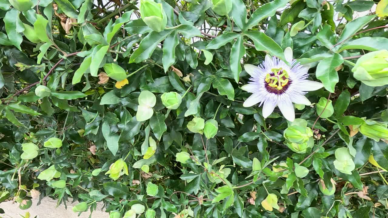 el lapso de tiempo de una flor de la pasión floreciendo