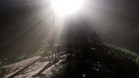 Hirschweibchen-Im-Wald-Im-Nebel