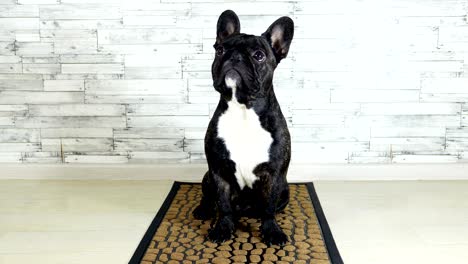 animal dog breed french bulldog sitting on a rug