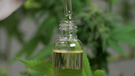 slow motion of macro close up of droplet dosing a biological and ecological hemp plant herbal pharmaceutical cbd oil from a jar.