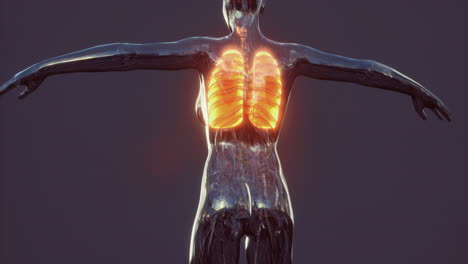 understanding human lung anatomy and structure in detail for education