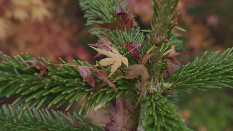 some fallen leaves are resting on a young pine during an autumn morning