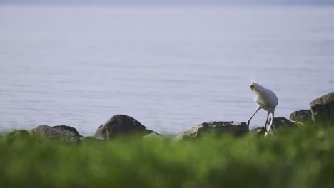 Näheres-Nachmittagsvideo-Von-Einem-Vorwärtsschreitenden-Storch-Am-Ufer-Von-Zamárdi-Am-Plattensee