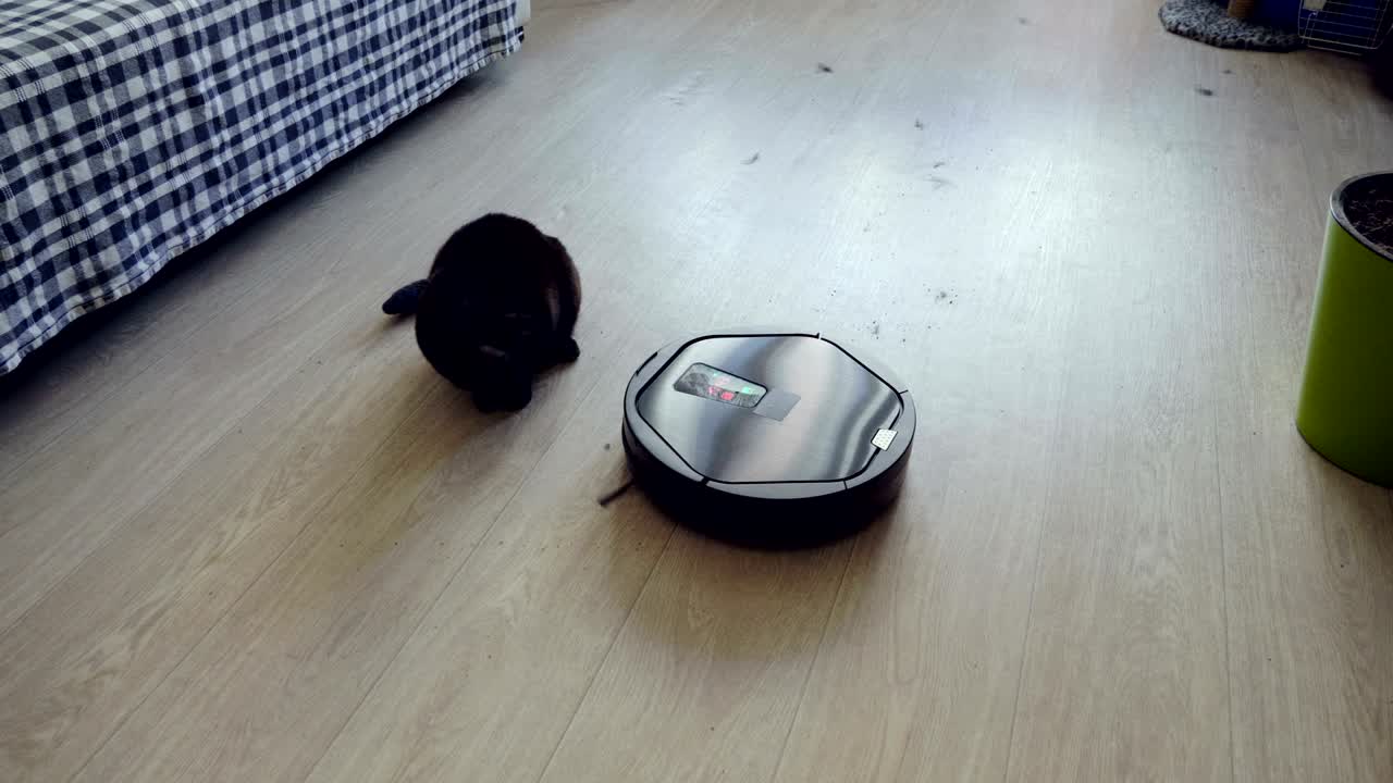 Black cat playing with robotic vacuum cleaner which is cleaning floor. 4K