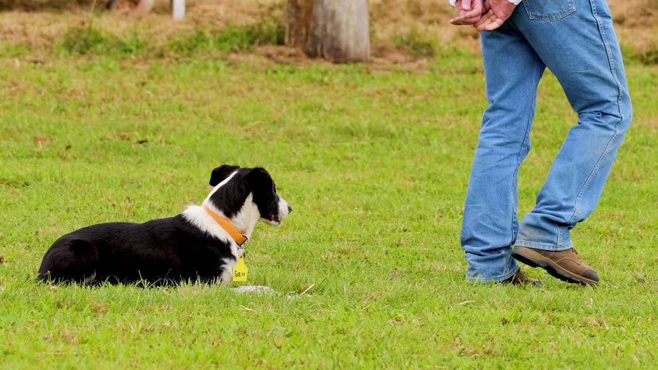 Border Collie lies attentively on grassy pasture as farmer stands nearby, natural daylight, static shot