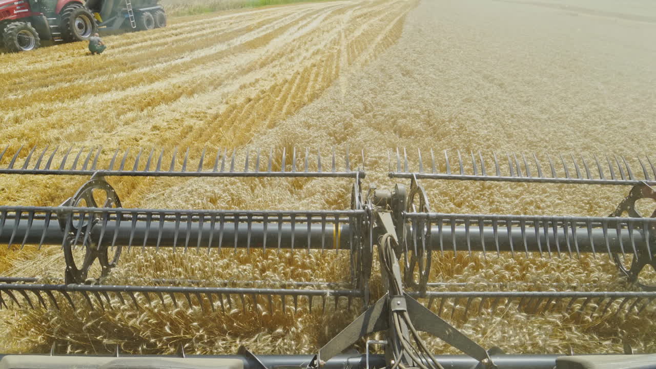 Process of gathering ripe crop. Combine harvester harvesting golden wheat field