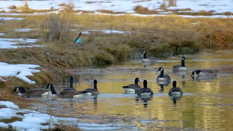 Un-Grupo-De-Gansos-Alimentándose-Y-Nadando-En-Vías-Fluviales-Rurales-Con-Pastos-De-Pantano-Y-Nieve