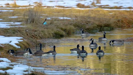 un grupo de gansos alimentándose y nadando en vías fluviales rurales con pastos de pantano y nieve