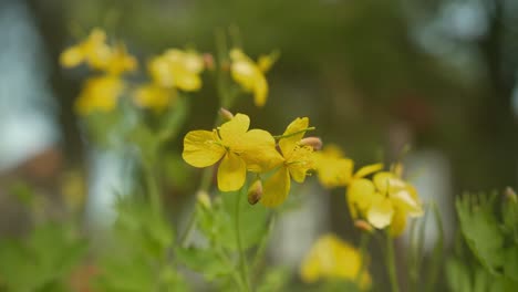 La-Celidonia-Florece-Bajo-El-Sol-De-Verano.-Primer-Plano