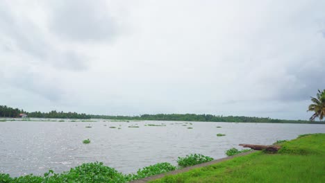 A-large-flowing-river-full-of-mosses,-old-coconut-tree-leaning-into-the-river-,Large-back-water-found-in-Asia,African-algae-flowing-down-the-river