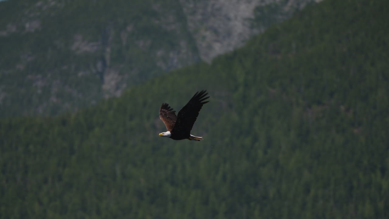 Aquila che pesca nell'oceano in Canada