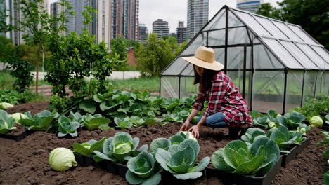 woman harvesting cabbage in a garden