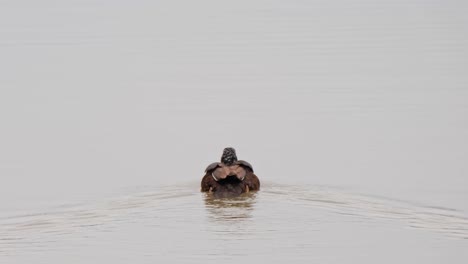 Von-Hinten-Gesehen,-Wie-Die-Weißflügelente-Asarcornis-Scutulata-In-Einem-See-Davonschwimmt,-Thailand