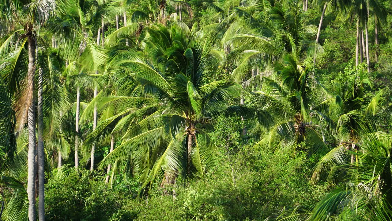 hermosas palmeras tropicales que cubren las laderas rurales de koh phangan, tailandia