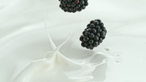 blackberries falling into creamy milk making splash in macro and slow motion 1000 fps