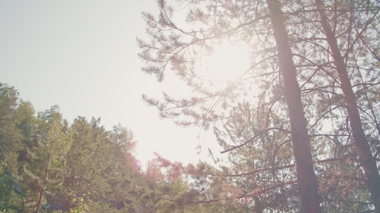 Slowmo of Forest Scenery on Sunny Day