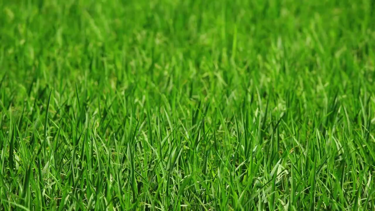 Piante di riso che formano una fitta vegetazione verde in una risaia coltivata del Delta dell'Ebro, Spagna.