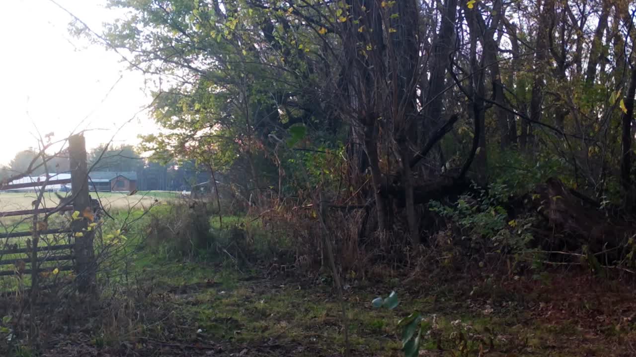 White Tail Deer Buck walking through a gate at a timber line into a harvested field in the Midwest in autumn; concepts of wild game management, wildlife and hunting