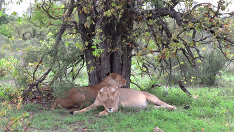 wide shot of two lionesses snuggling together under a tree on a hot day in africa