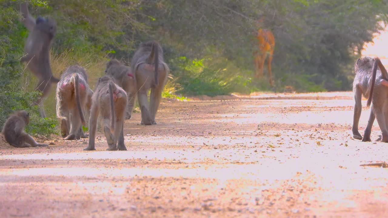 크루거 국립 공원 의 길 에 있는 한 무리의 바비온 들, 밝은 빛