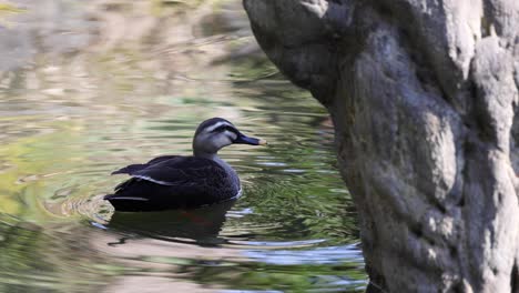 duck swims peacefully, then takes flight from water