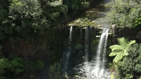 Mokoroa-Cae-Cerca-De-Auckland,-Nueva-Zelanda