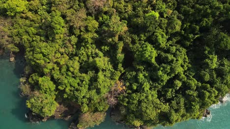 Bird-view-of-drone-passing-over-Palm-trees,-drone-UAV-capturing-top-view-of-the-trees,-Palm-trees-in-the-coastal-beach-of-the-ocean-as-captured-by-drone