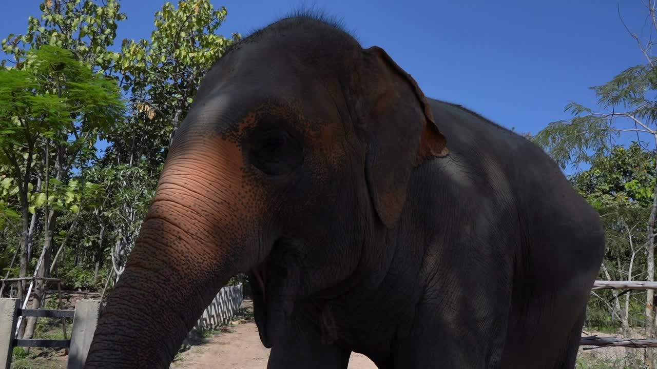 Slow motion of an Elephant eating at a Chiang Mai Sanctuary in Thailand. Close up on the head, trunk and body.