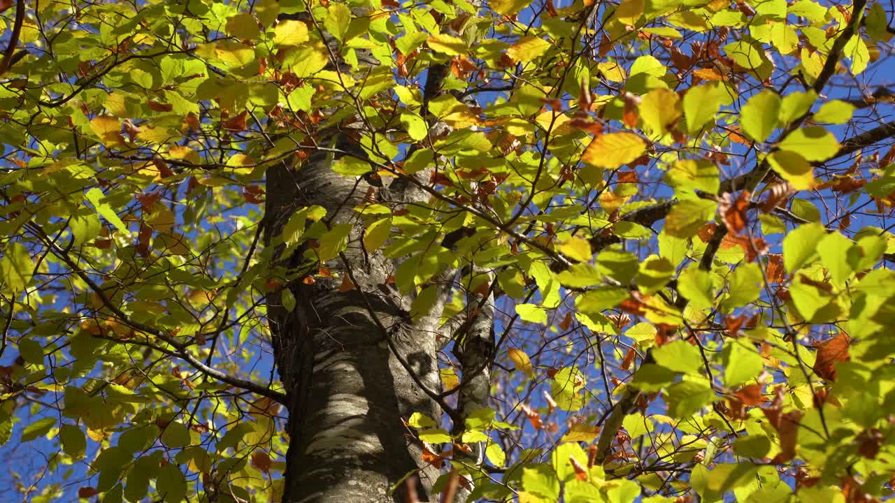 Golden leaves shook by wind surrounding tree trunk in Autumn landscape on a sunny day