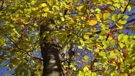 golden leaves shook by wind surrounding tree trunk in autumn landscape on a sunny day