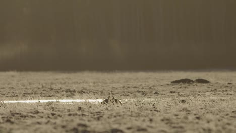 Black-grouse-lek-in-early-morning