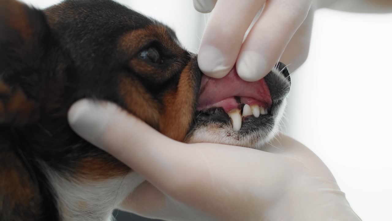 Examining dog's dental health at vet's office.