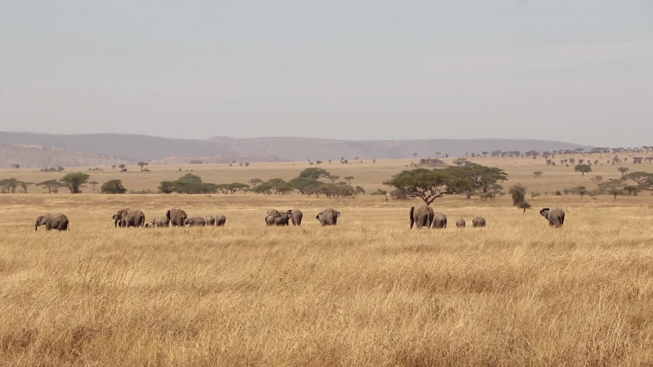 Herd of African Elephants in the Distance of Serengeti Plains Tanzania
