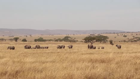 herd of african elephants in the distance of serengeti plains tanzania