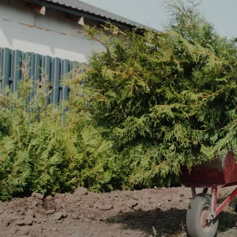 Worker-carries-saplings-in-a-wheelbarrow-3