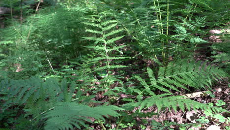ferns in a forest