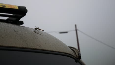 dragonfly insect sitting motionless and still on roof of a car on a dull and rainy morning in japan