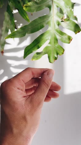 hand with ring and tattoo near plant leaves