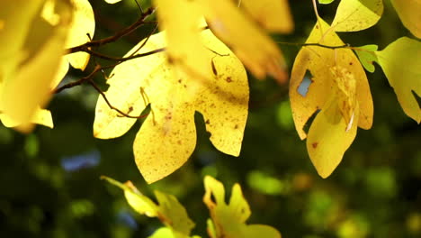 yellow sassafras leaves rustle in a gentle breeze