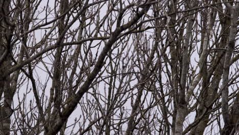 limbs and branches on leafless trees swaying in extreme high winter wind, england