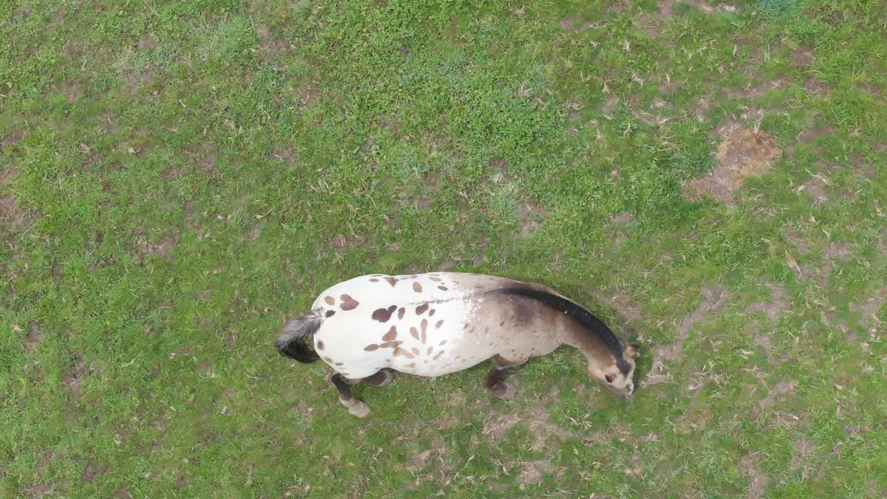 Flight with overhead view of a horse in a green meadow where it is grazing, its mane is cut, it is black like its tail, and half of its body is white with brown spots, its tail moves