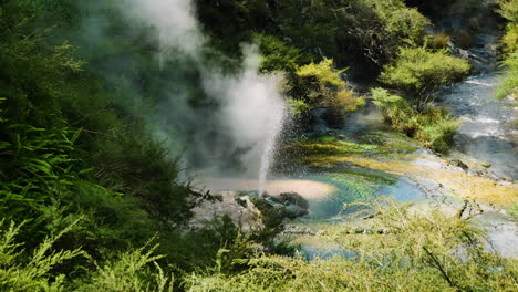 medium shot of boiling spring spraying out hot water during sunny day - volcanic eruption of geyser in waimangu,new zealand