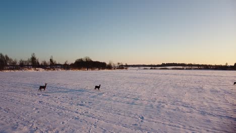 Aerial-birdseye-view-at-European-roe-deer-group-standing-on-the-snow-covered-agricultural-field,-winter-evening,-golden-hour,-wide-angle-drone-shot-moving-forward