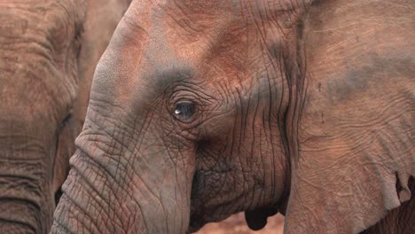 close-up view of an african elephant's wrinkled face