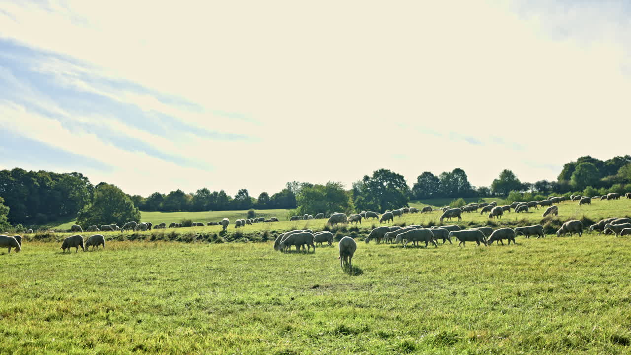 Sheep grazing peacefully in a lush green meadow under a clear blue sky during a sunny afternoon in the countryside