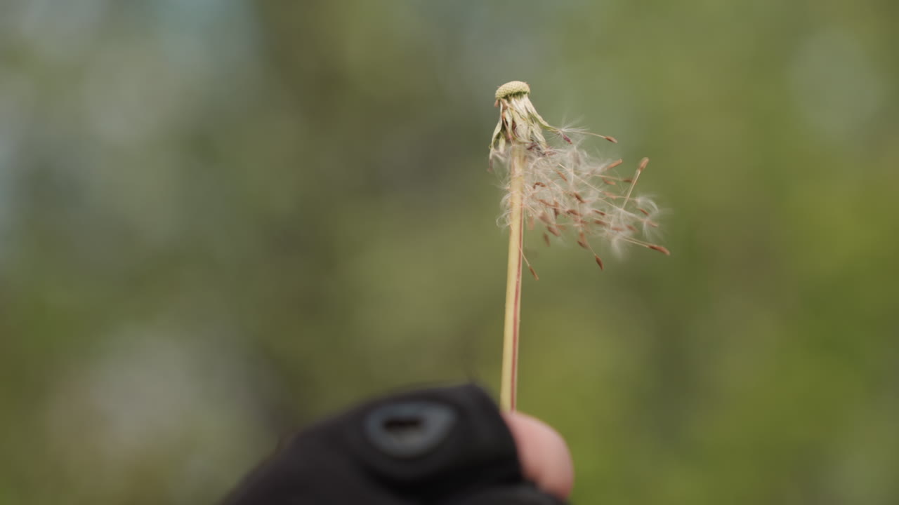 Close-up view of dandelion stem with seeds partially blown away in soft motion, captured in sharp detail with blurred foggy green background, gloved hand holding stem gently in outdoor daylight